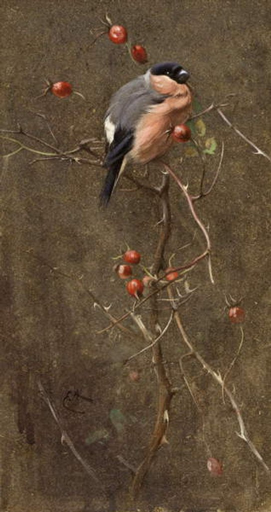 Detail of The Bullfinch by Edwin John Alexander