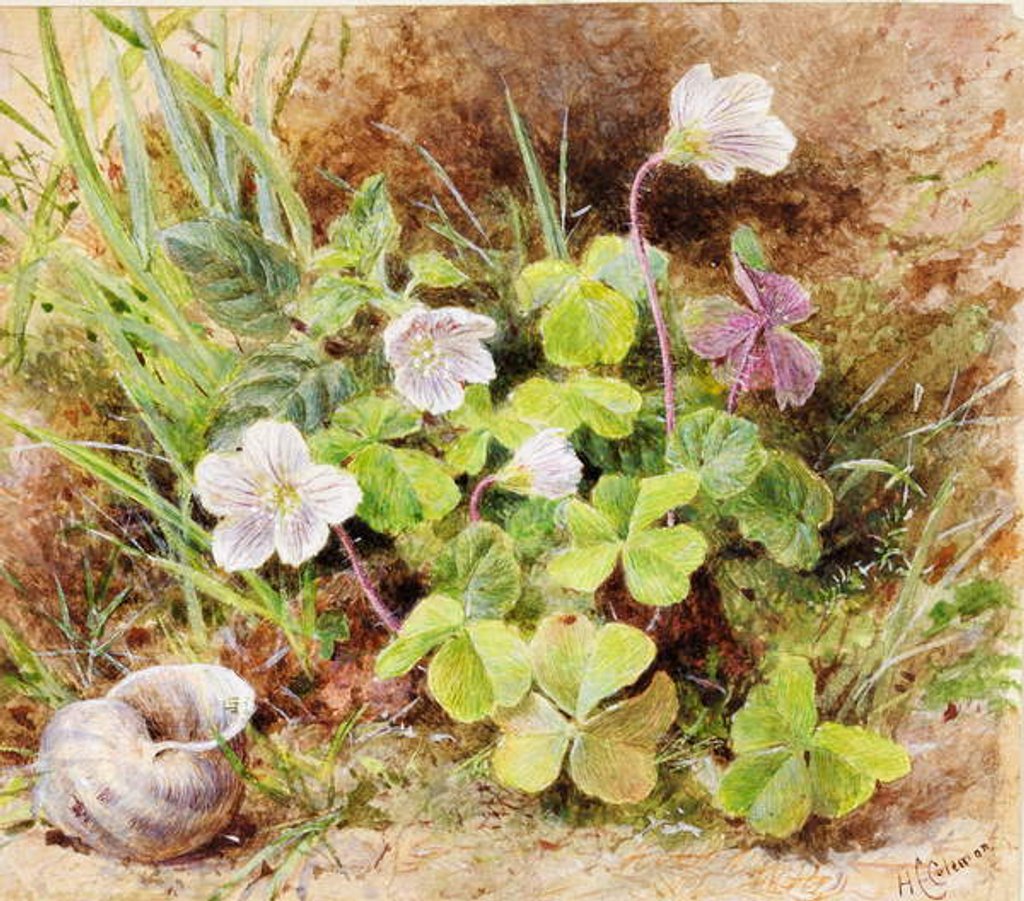 Detail of Sorrel and Shell, c.1865-74 by Helen Cordelia Coleman Angell