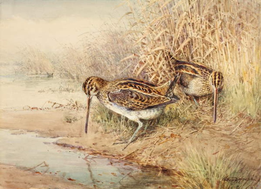 Detail of Snipe by William Woodhouse
