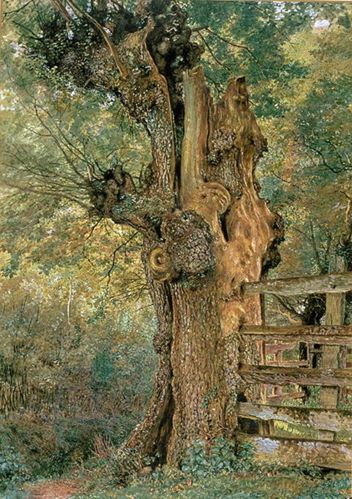 Detail of Pollard elm on the edge of the village pound by William Henry Hunt
