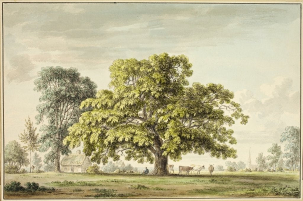 Detail of A Walnut Tree at Denton, near Grantham by Anthony Devis
