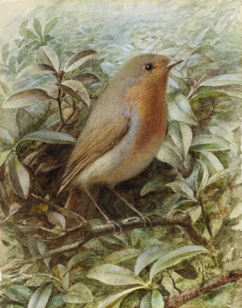 Detail of Robin on a Twig by Alexander Macdonald