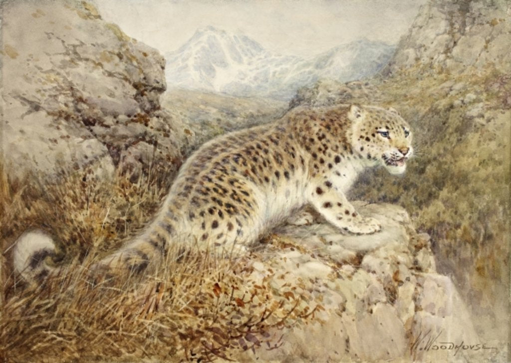 Detail of Snow Leopard, c.1920 by William Woodhouse