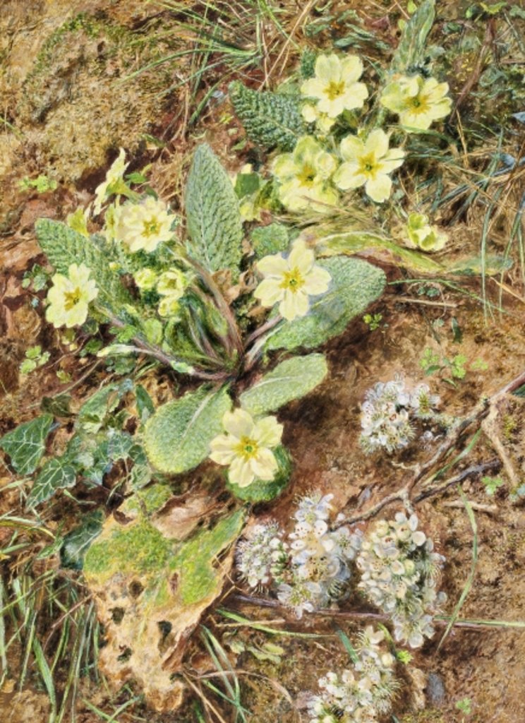 Detail of Bank of Primroses and Blackthorn by William Henry Hunt