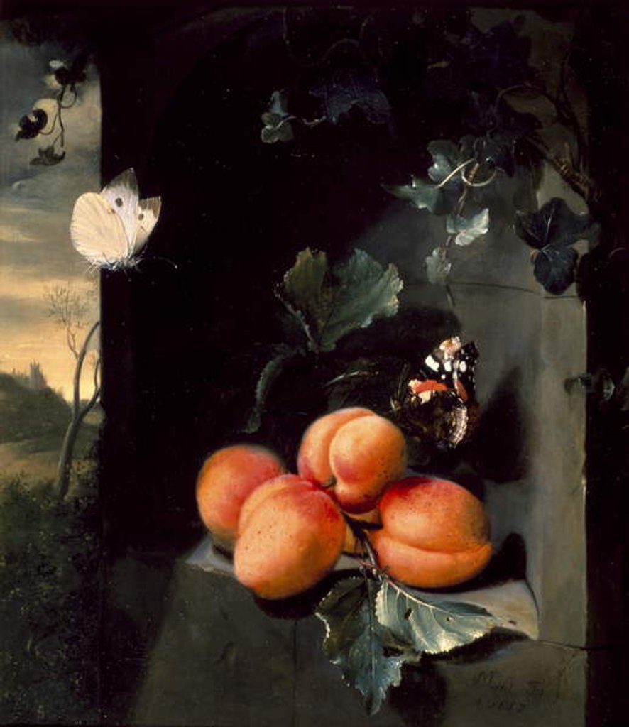 Detail of Still Life with Apricots and Butterflies, 1683 by Jan Mortel