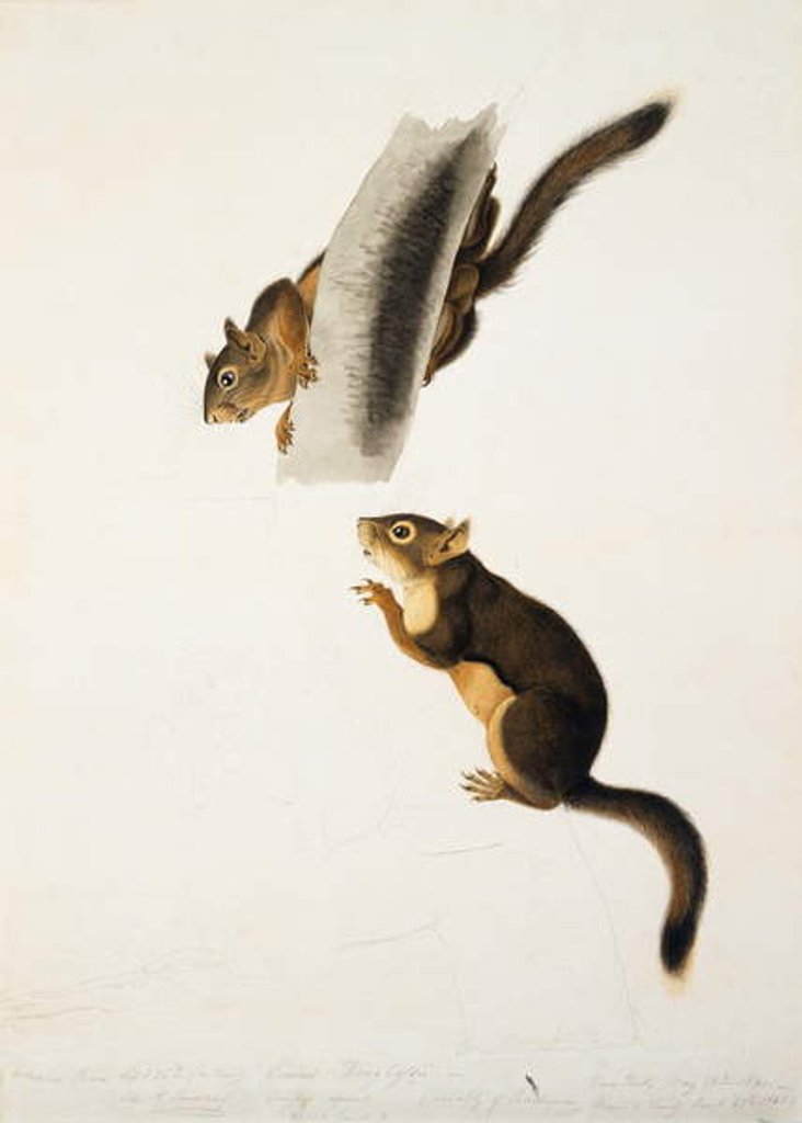 Detail of Douglas' Squirrel, for the folio 'The Viviparous Quadrupeds of North America' by John James Audubon