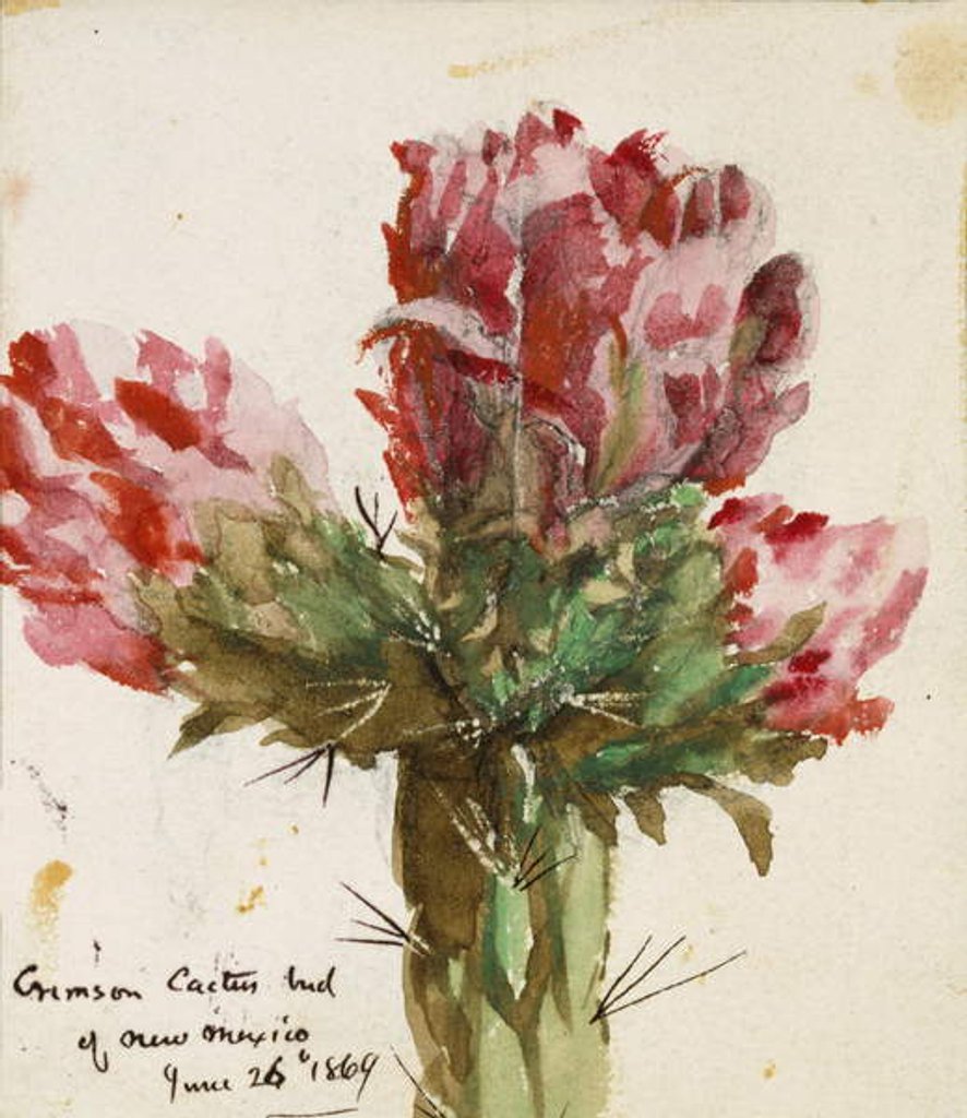 Detail of Crimson Cactus Bud of New Mexico, 1869 by Vincent Colyer