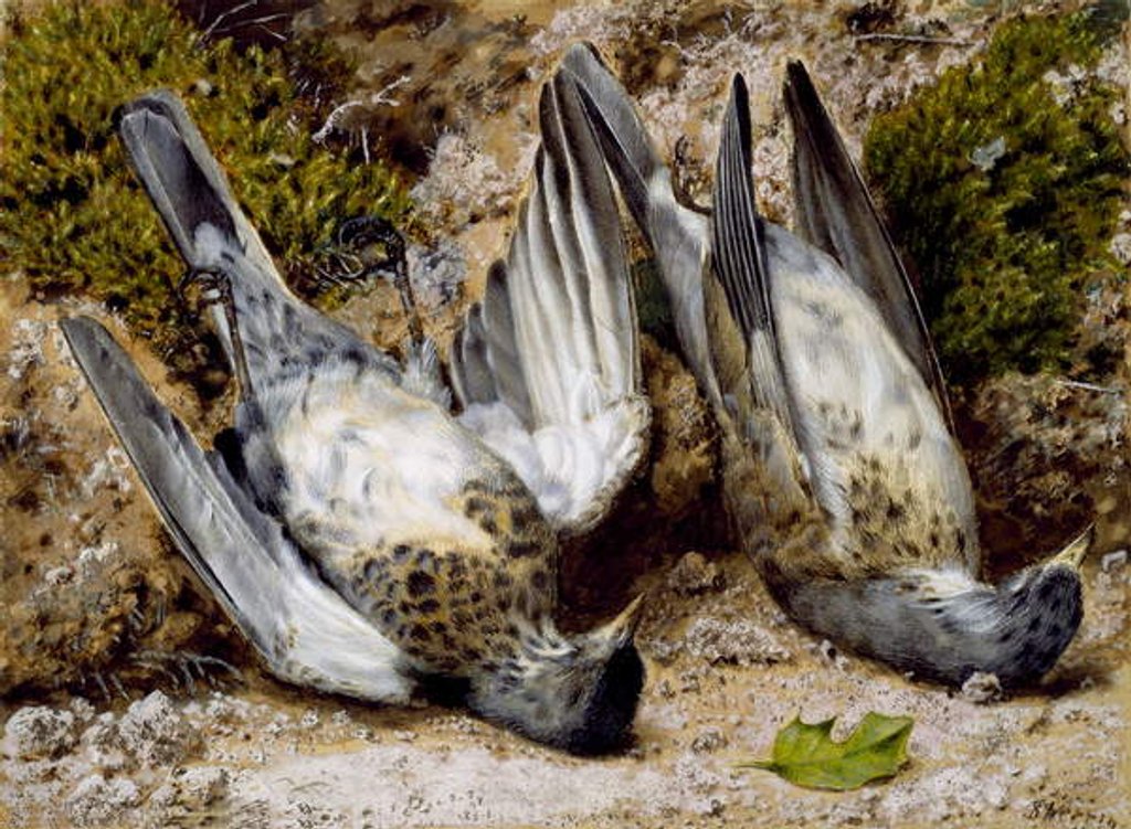 Detail of Still Life with Two Dead Birds, no date by John Sherrin