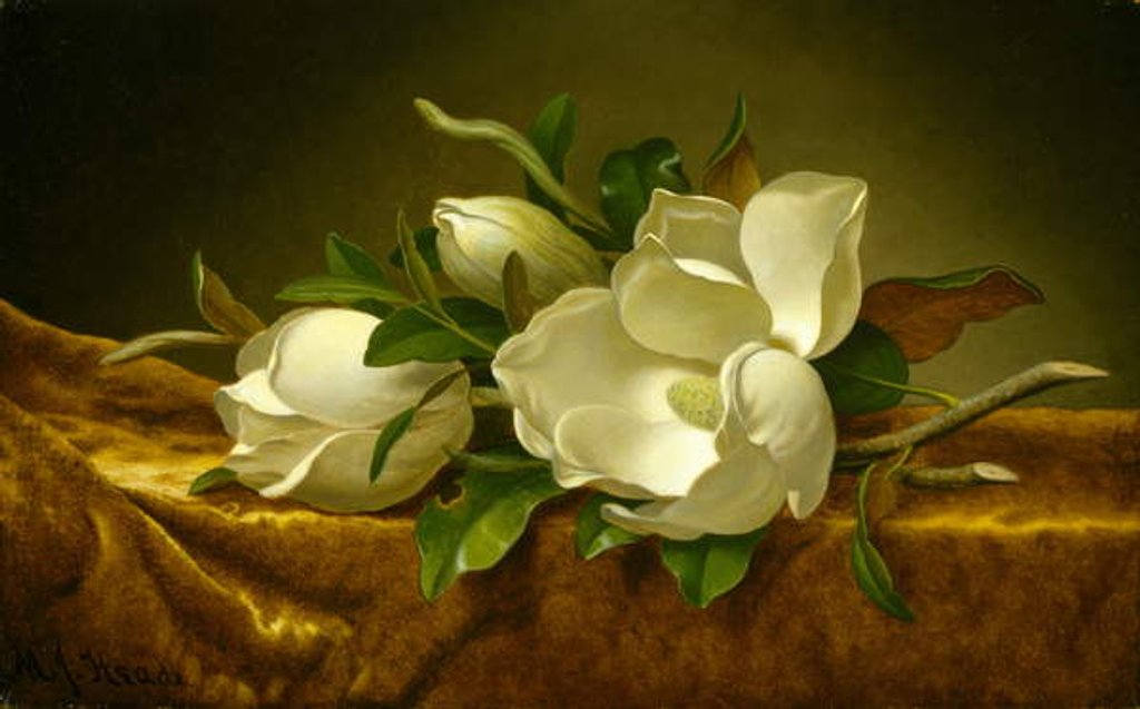 Detail of Magnolias on Gold Velvet Cloth, c.1888-90 by Martin Johnson Heade