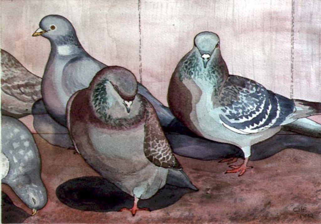 Detail of Pigeons by Carolyn Hubbard-Ford