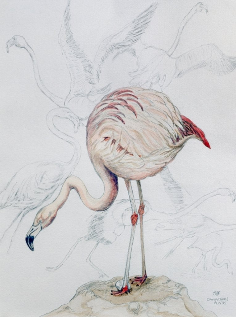 Detail of Flamingo by Carolyn Hubbard-Ford