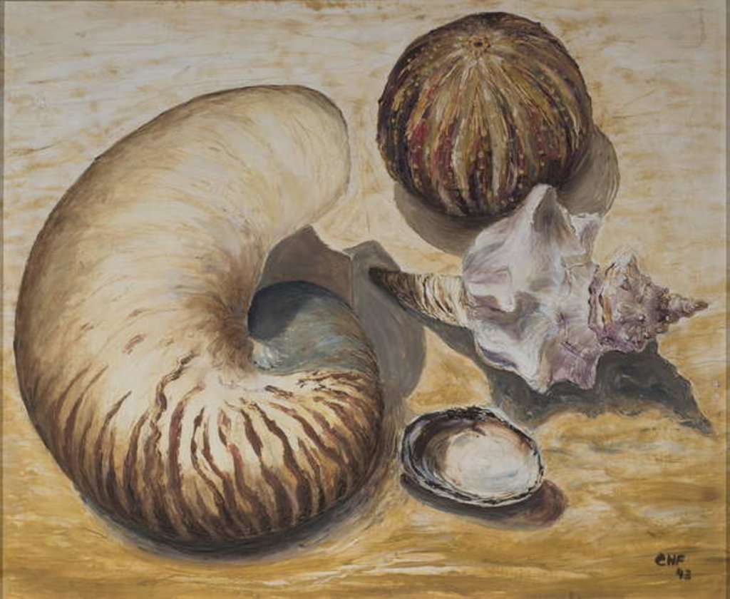 Detail of Seashells, 1993 by Carolyn Hubbard-Ford