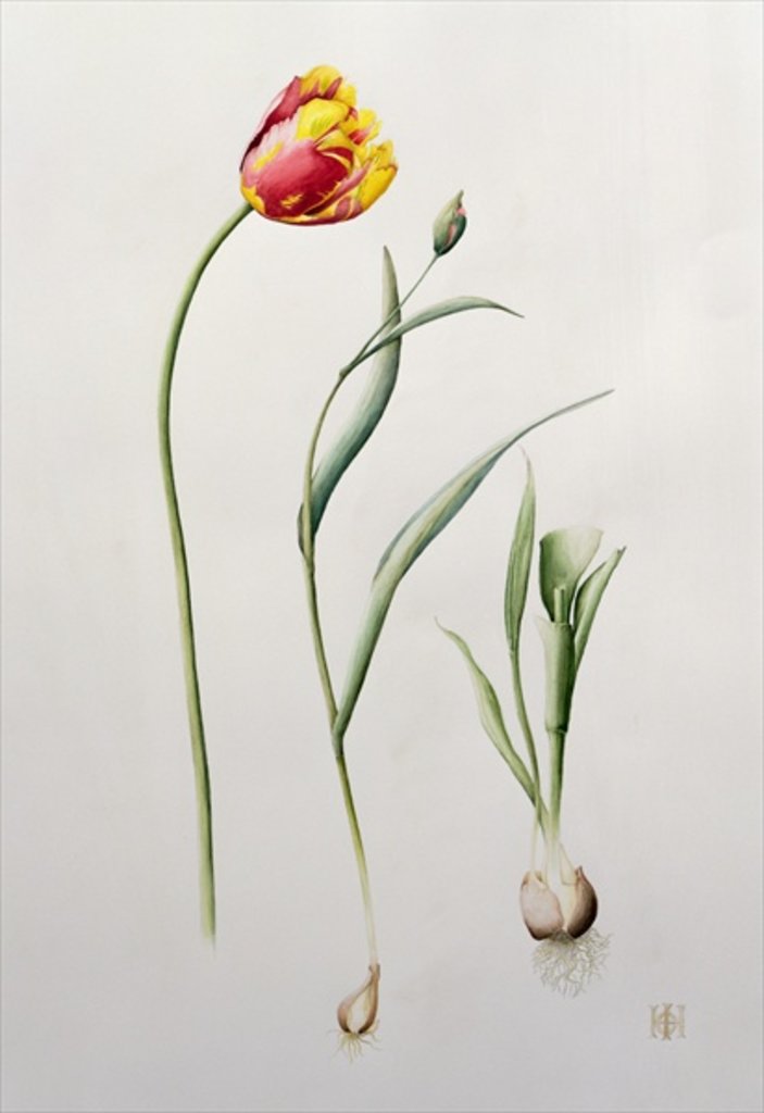 Detail of Parrot Tulip, 1995 by Iona Hordern