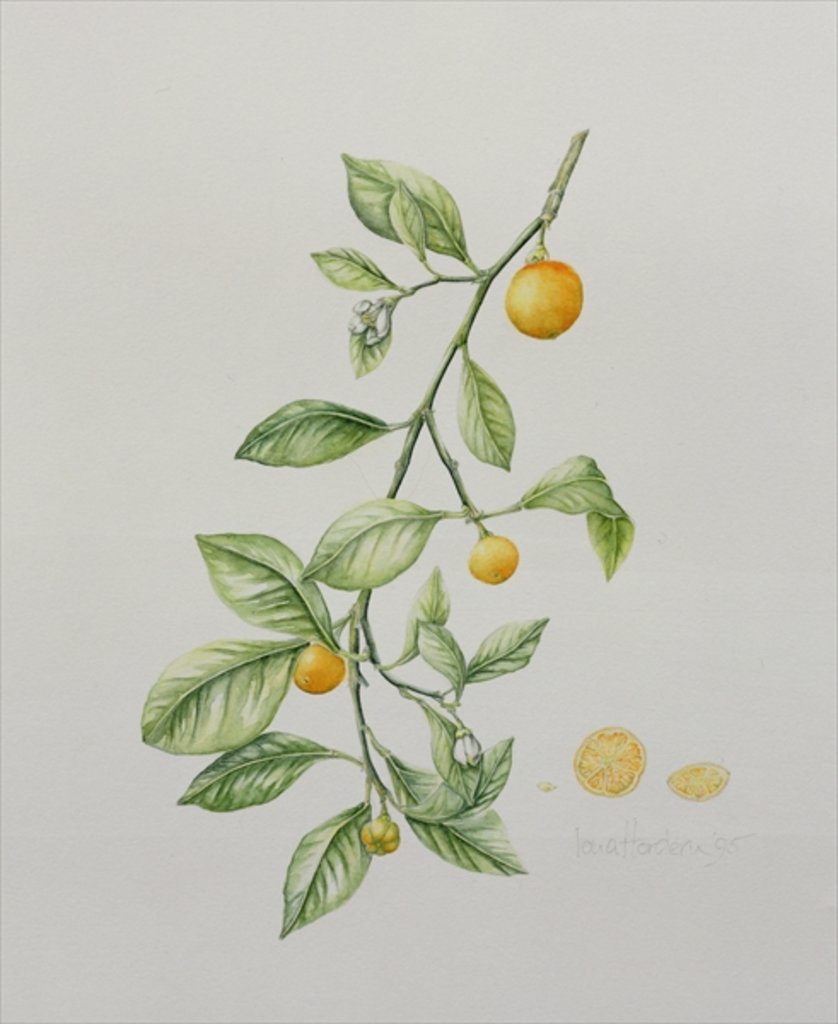 Detail of Ornamental Orange, 1995 by Iona Hordern
