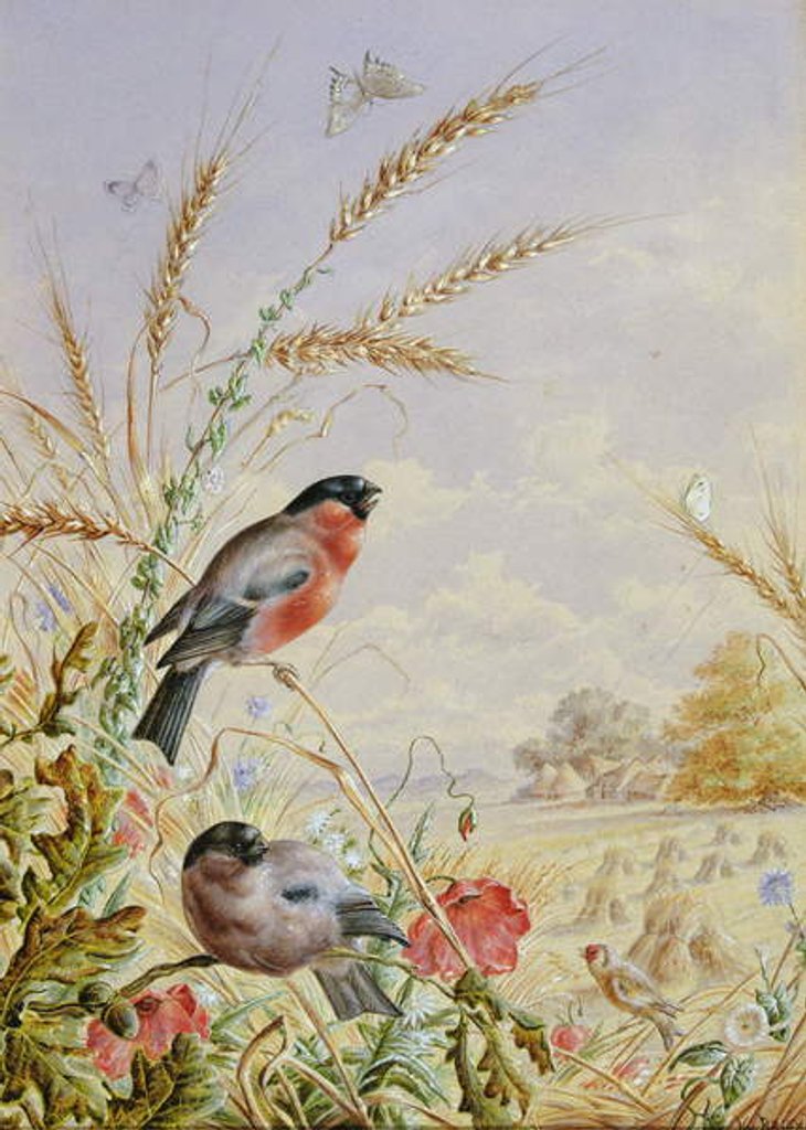 Detail of Bullfinches in a harvest field by Harry Bright
