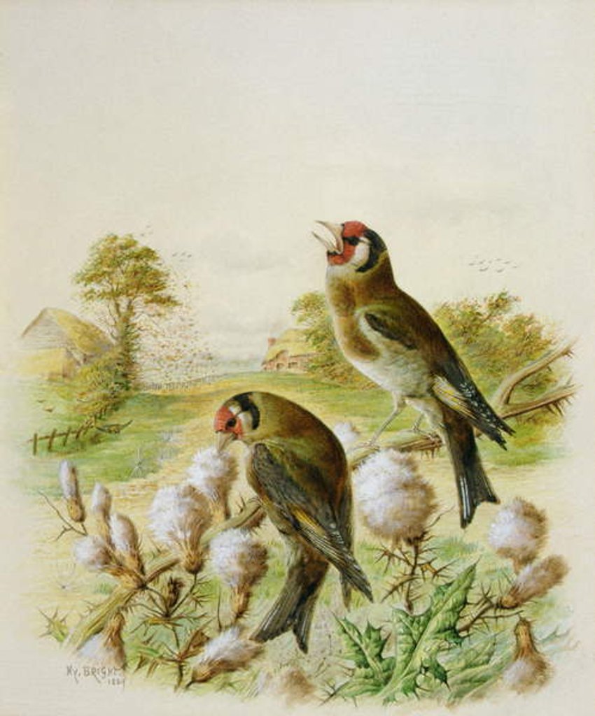Detail of Goldfinches on thistles, 1889 by Harry Bright