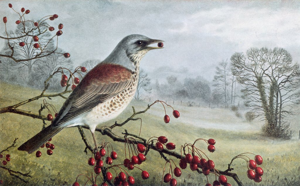Detail of Fieldfare by Raymond Booth