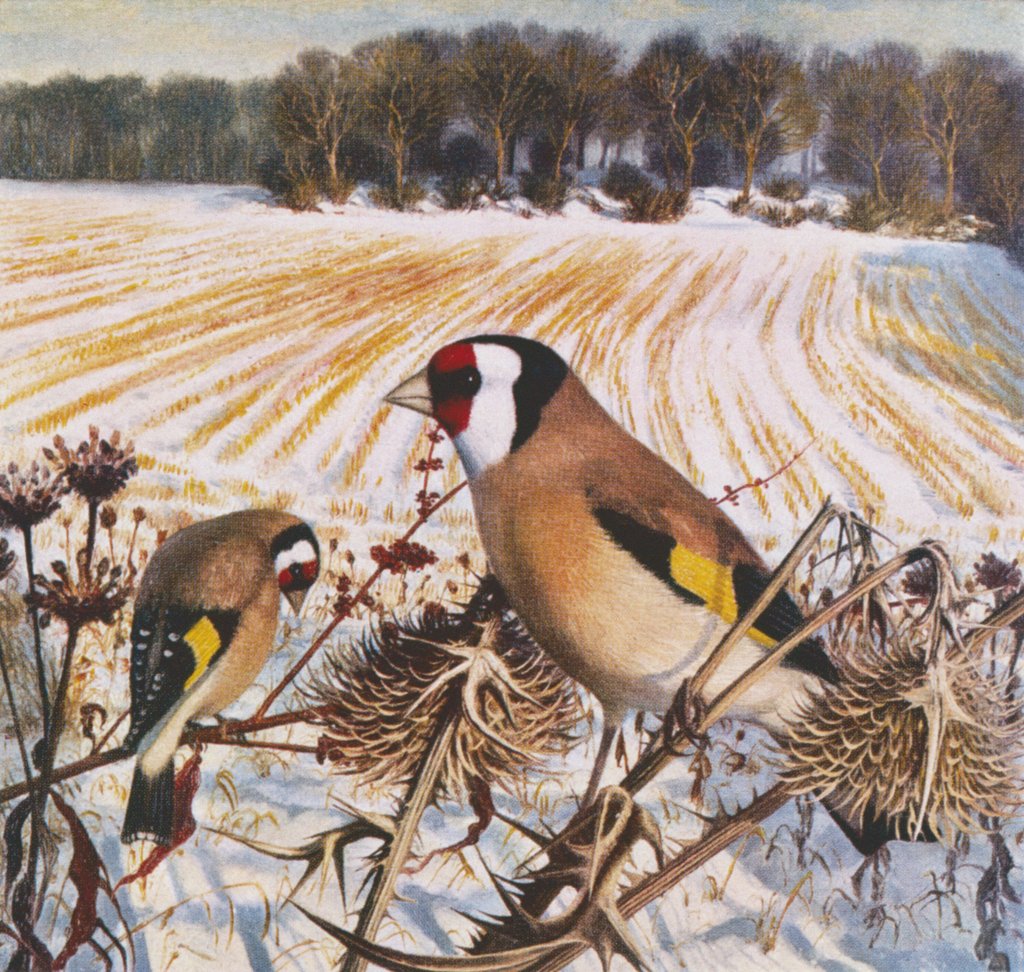 Detail of Goldfinch by Raymond Booth