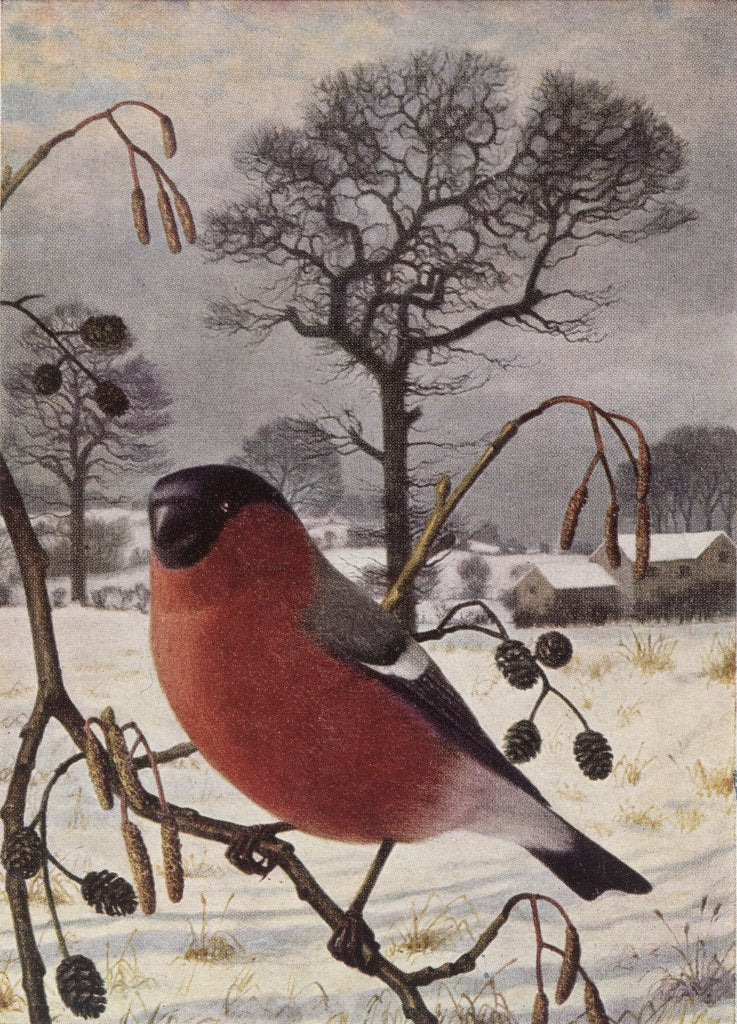 Detail of Northern Bullfinch by Raymond Booth