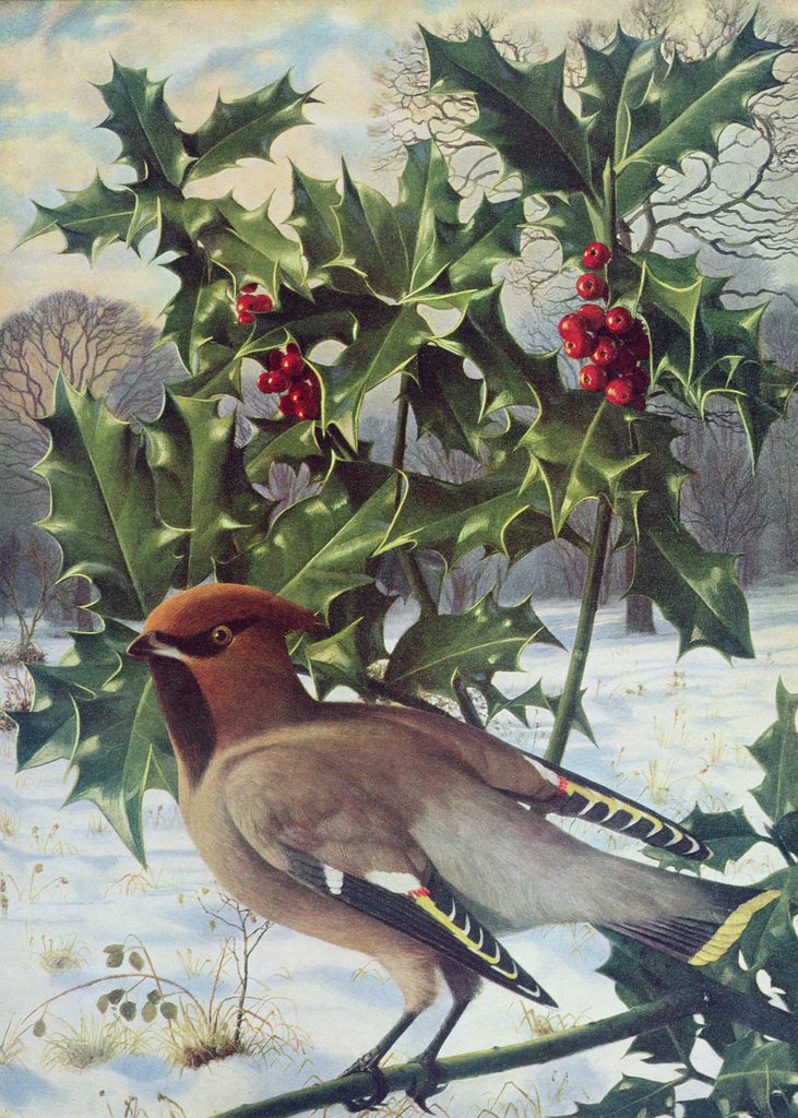 Detail of Waxwing by Raymond Booth