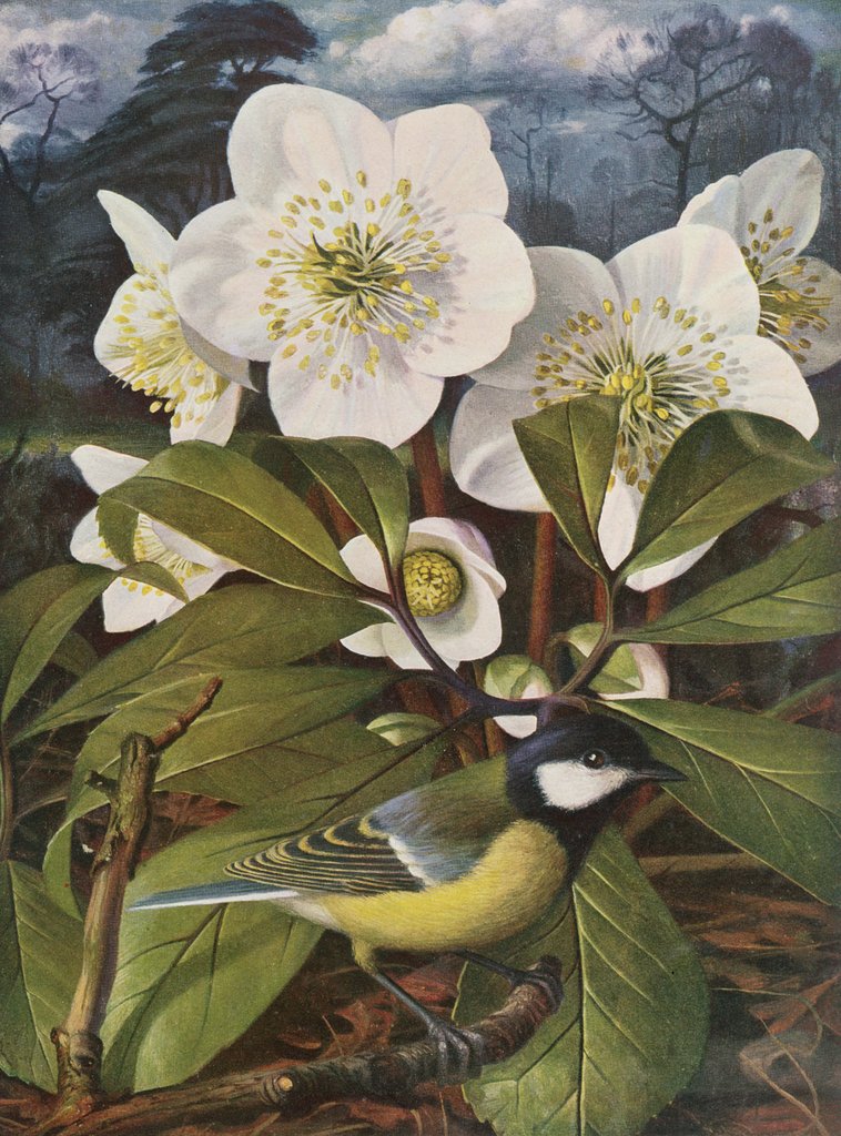 Detail of Great Tit with Christmas Rose by Raymond Booth