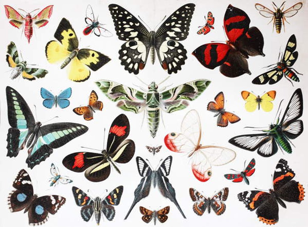 Detail of Various Butterflies by Unknown Artist