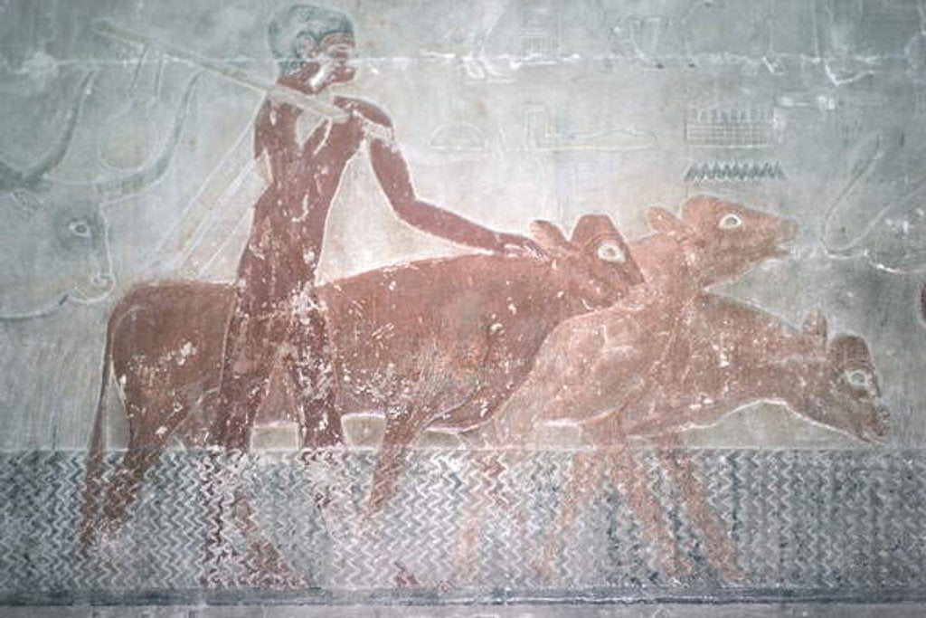 Detail of Cattle fording a canal in the Mastaba Chapel of Ti, Old Kingdom by Egyptian 5th Dynasty