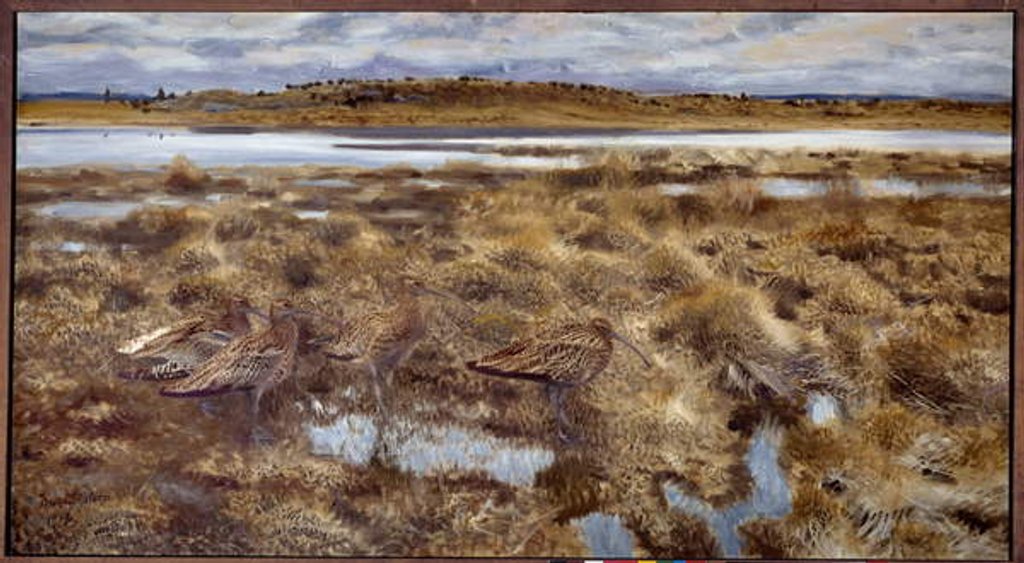 Detail of Curlews Birds in the marshes, 1913 by Bruno Andreas Liljefors