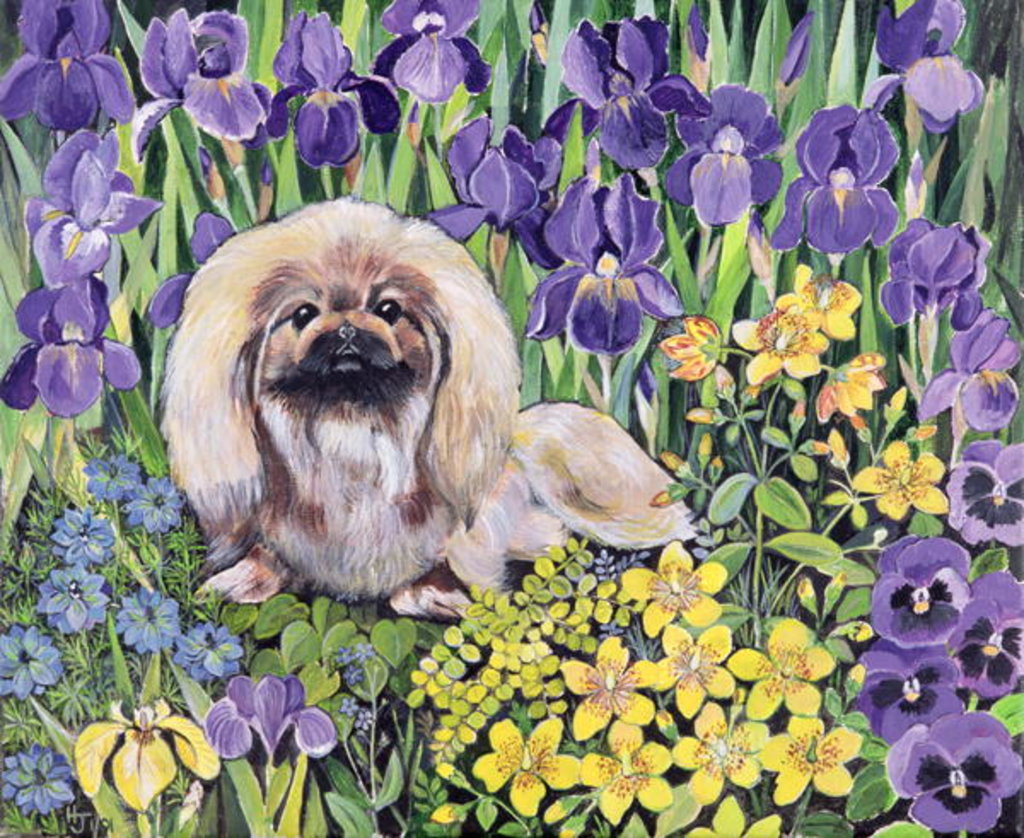 Detail of Peke in the Flower Bed by Hilary Jones