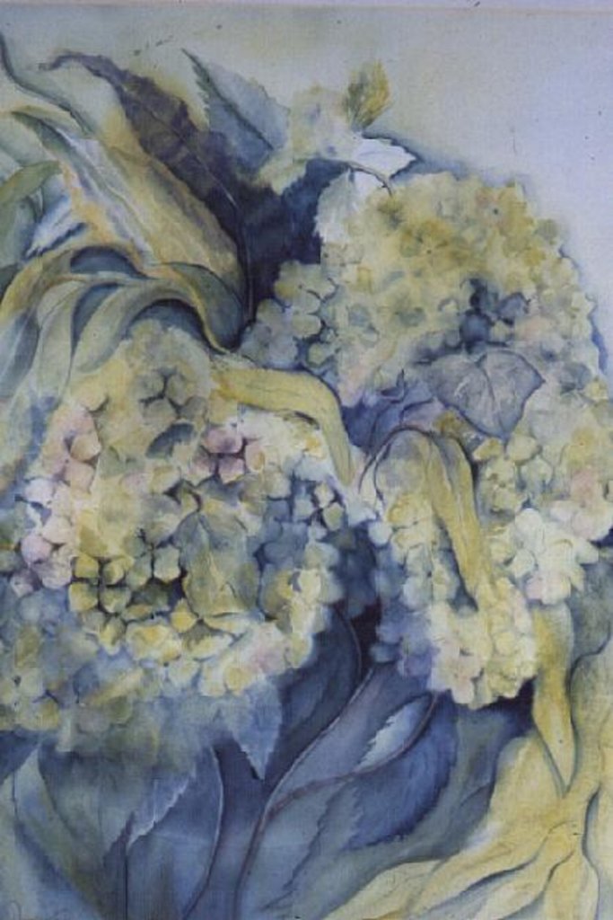 Detail of Hydrangea Particulata by Karen Armitage