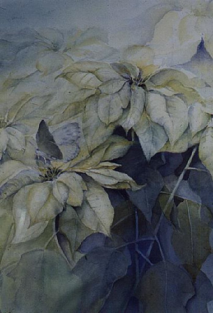 Detail of White Poinsettia by Karen Armitage