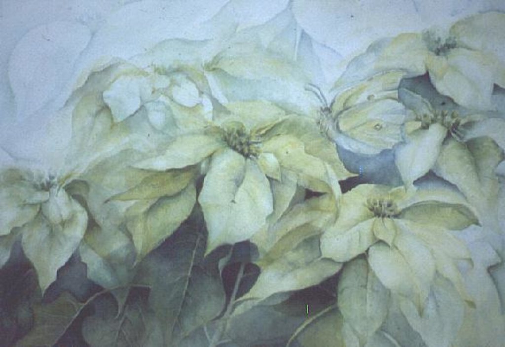 Detail of White Poinsettia by Karen Armitage