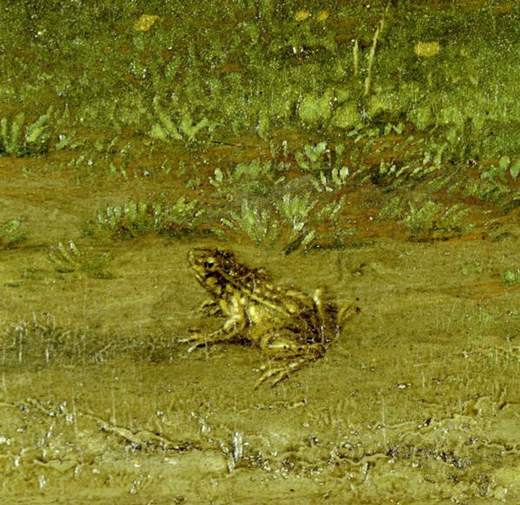Detail of Toad by Paulus Potter