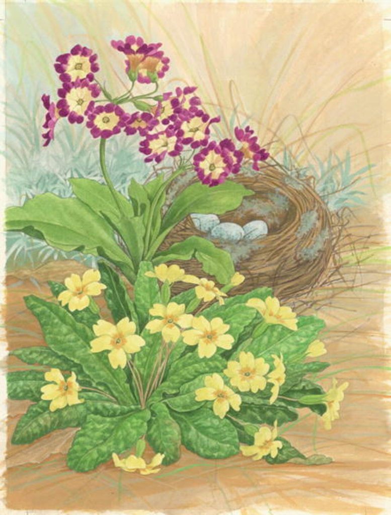 Detail of Auricula, Primrose and Nest, 1998 by Linda Benton