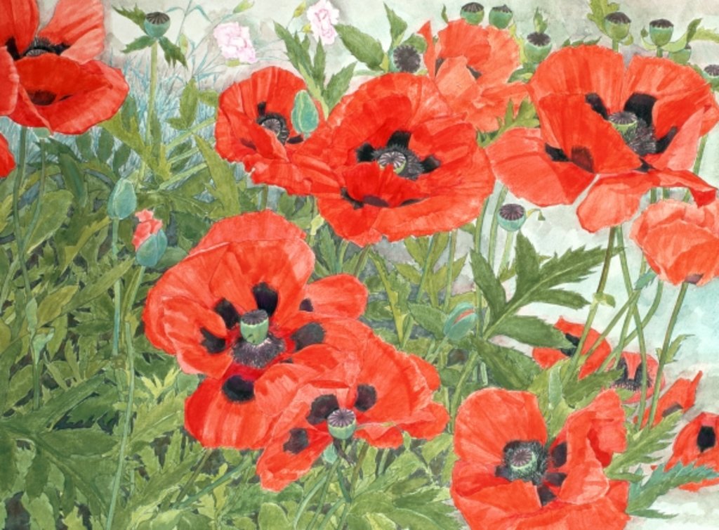 Detail of Poppies by Linda Benton