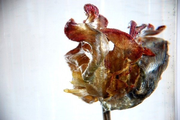 Detail of Water Tulip 4, 2013 by Lou Gibbs