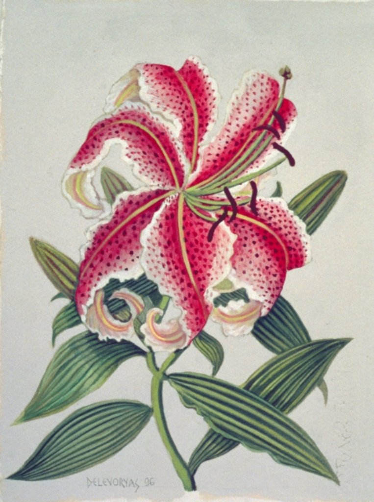 Detail of Botanical Lily, 1996 by Lillian Delevoryas