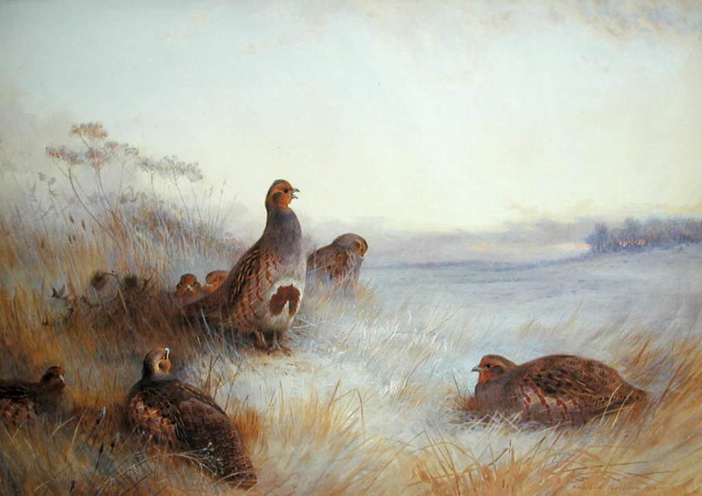 Detail of Partridges in Early Morning, 1910 by Archibald Thorburn
