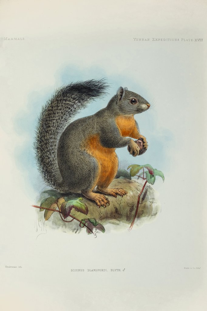 Detail of Phayre’s squirrel (Callosciurus phayrei) by Keulemans
