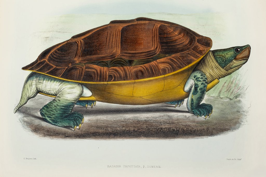 Detail of Northern river terrapin (Batagur baska) by Keulemans