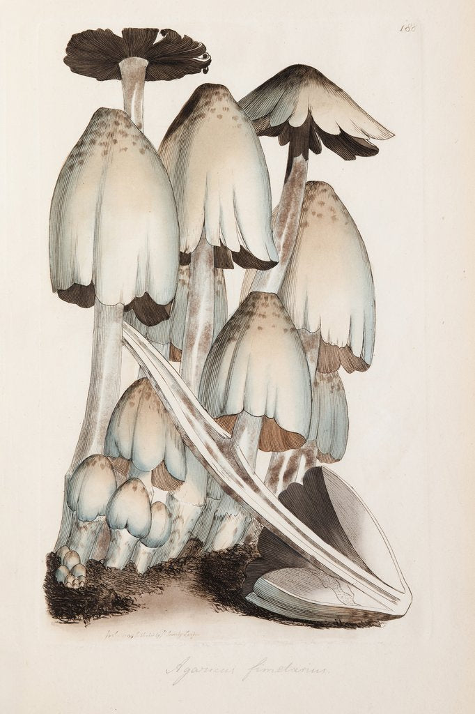 Detail of Shaggy inkcap mushroom (Coprinus comatus) by James Sowerby