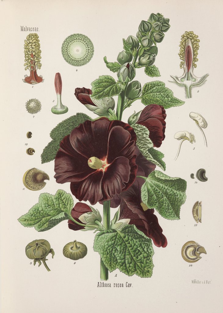 Detail of Hollyhock (Alcea rosea) by Walther Otto Müller