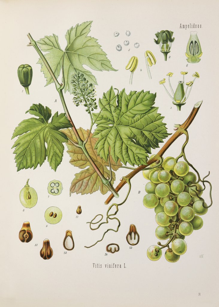Detail of Common grape vine (Vitis vinifera) by Unknown