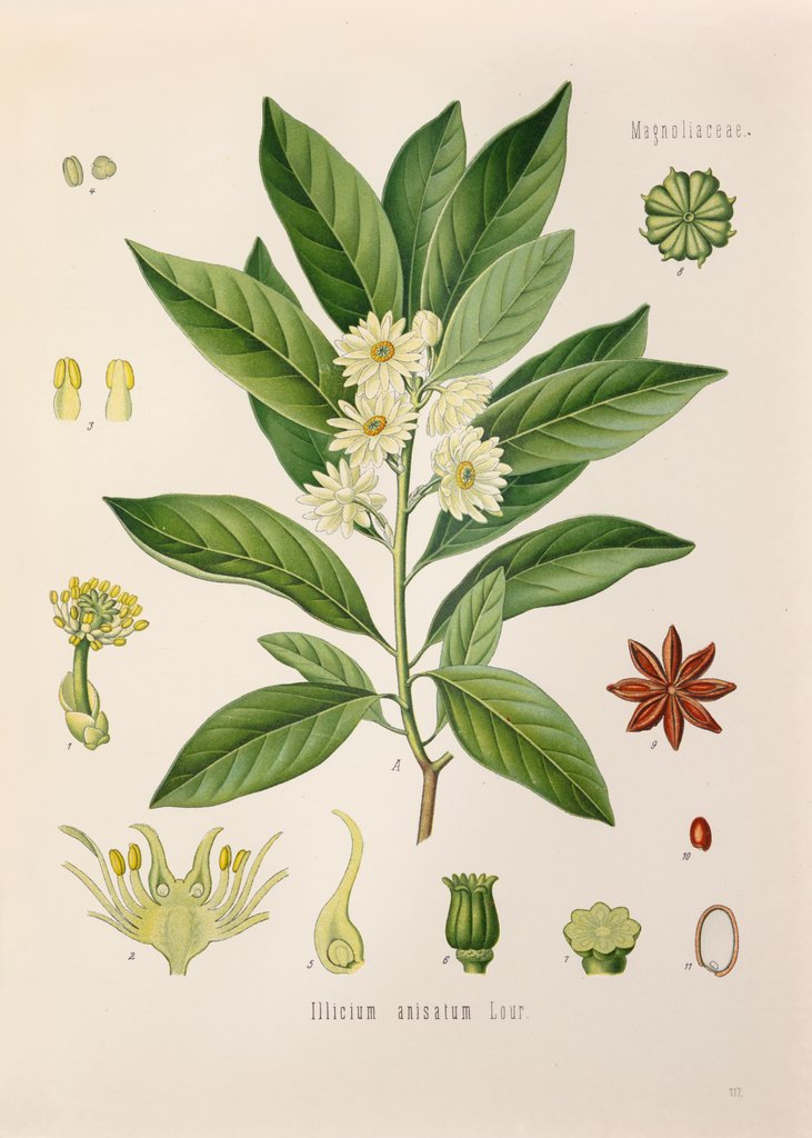 Detail of Japanese star anise (Illicium anisatum) by Unknown