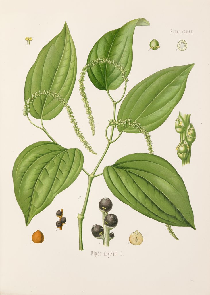 Detail of Black pepper (Piper nigrum) by Unknown