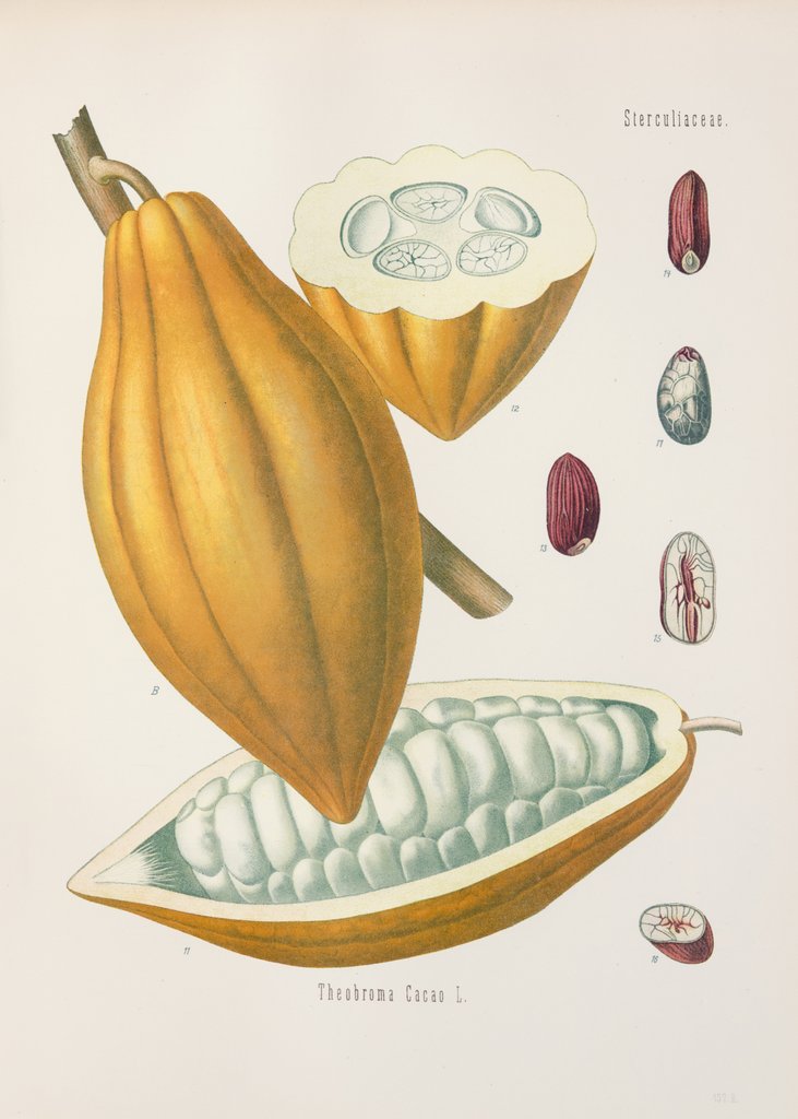 Detail of Cacao tree (Theobroma cacao) by Unknown