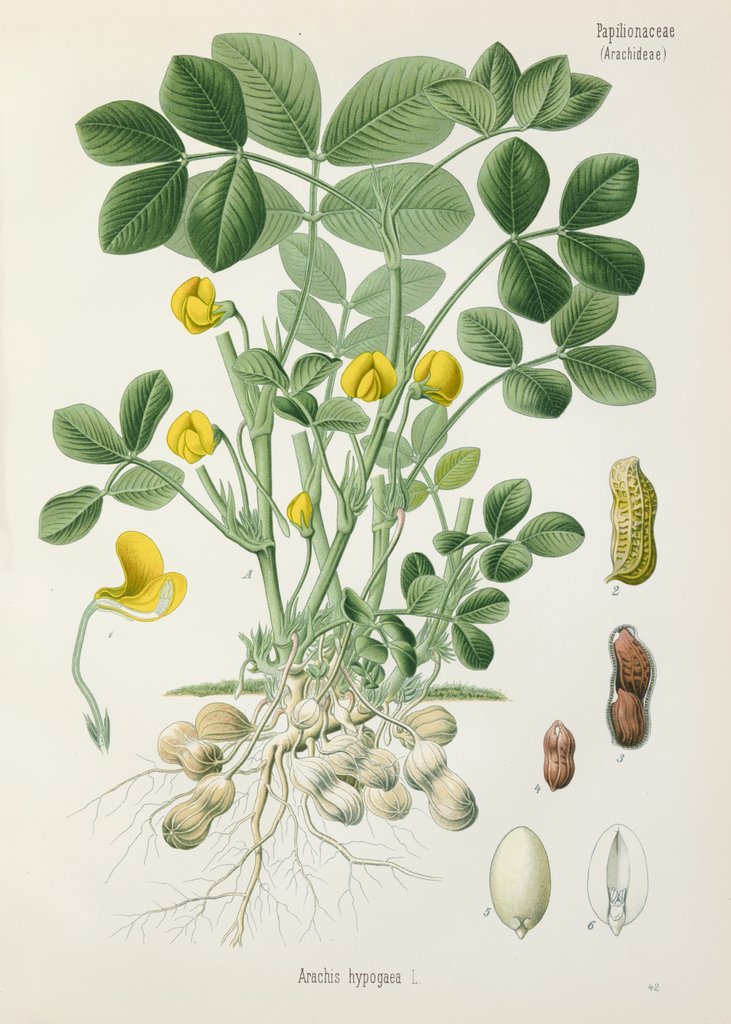Detail of Peanut (Arachis hypogaea) by Unknown