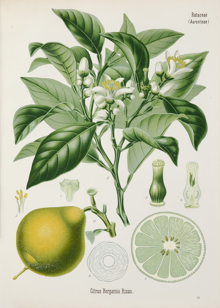 Detail of Bergamot orange (Citrus bergamia) by Unknown