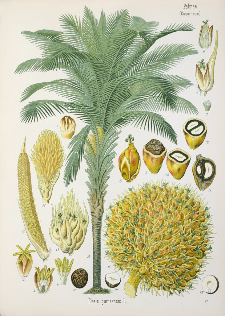 Detail of African oil palm (Elaeis guineensis) by Unknown