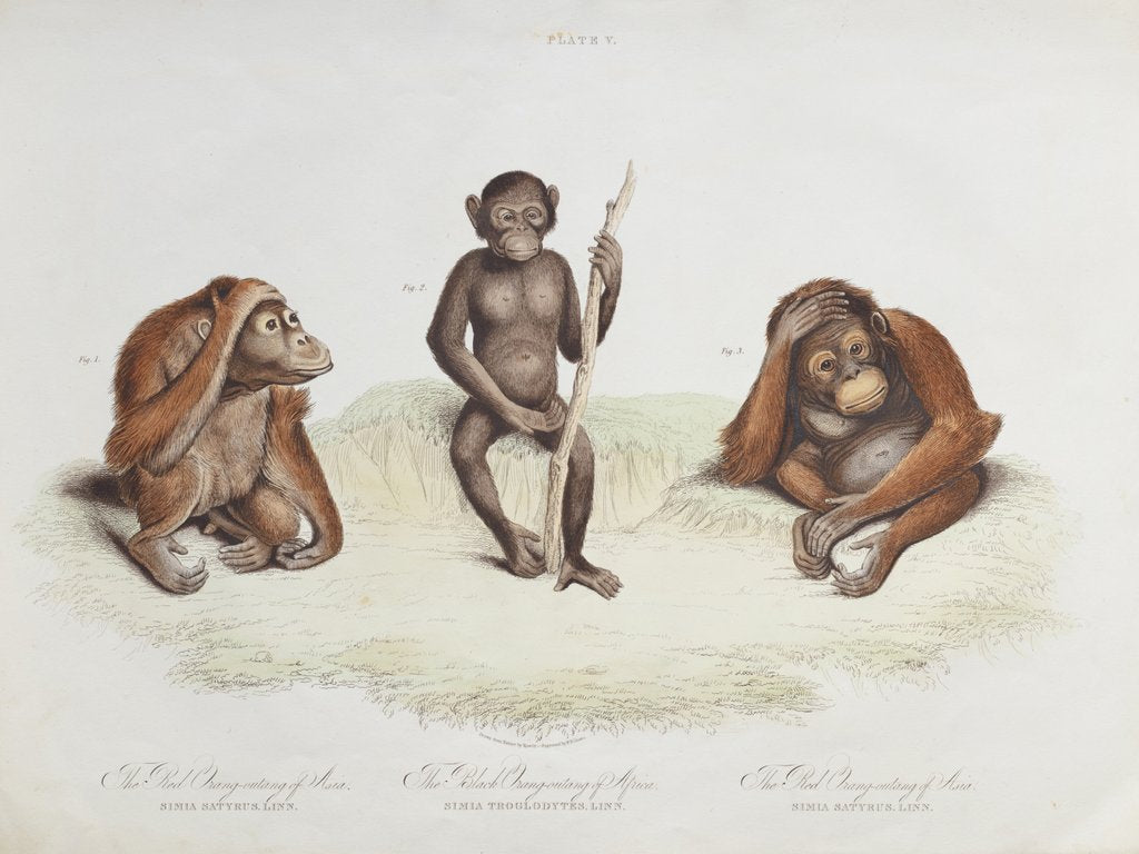 Detail of Orang utan (Pongo pygmaeus) by Howitt